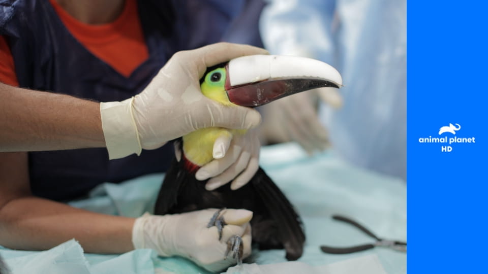 Спасение тукана