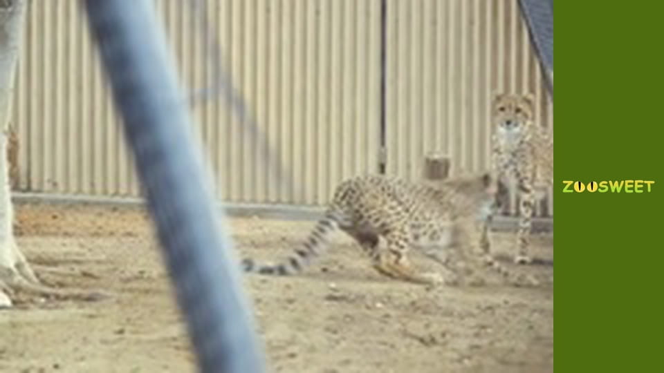 Get Wild at the San Diego - episode 21