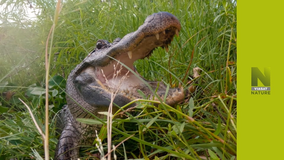 Техаські рятувальники алігаторів S1E6 - Захопливий день!
