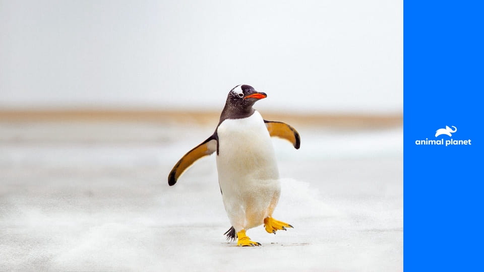 Setkání s tučňáky S1E7