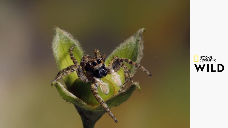 Дикие охотники S1E7 - Пауки и скорпионы