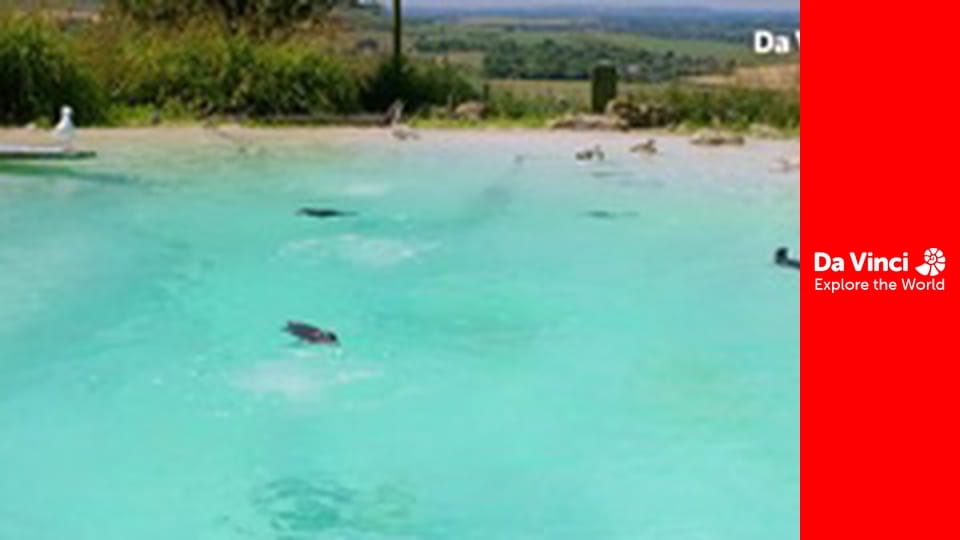 Tudod-e? - Maddie: Az állatok és Te - Miért mozgunk?