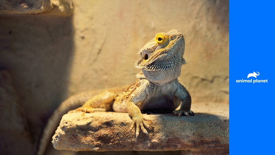 Дома для животных S2E2 - Шик для шиншилл