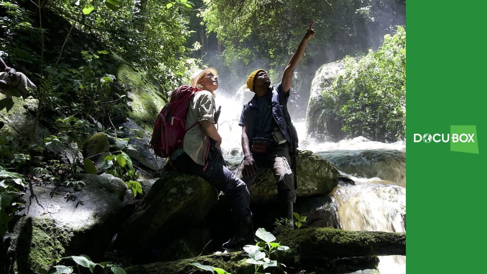 Mbudha - śladami szympansów