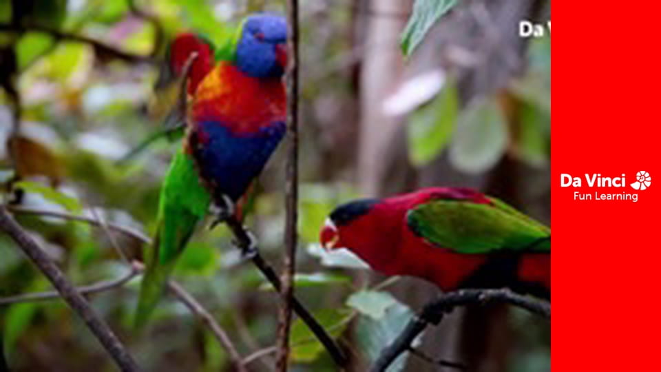 Animal Embassy - Orca Baby