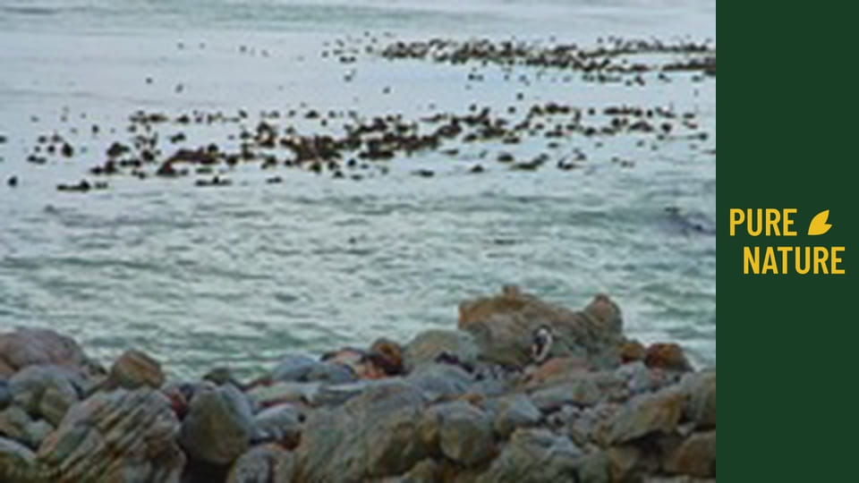 Păsările uimitoare din Africa - partea 1