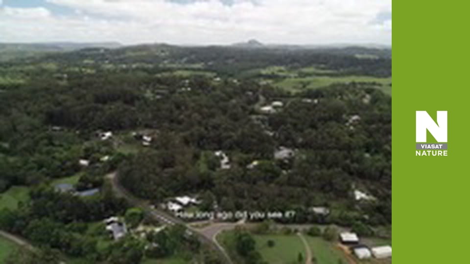Aussie Snake Wranglers - Triple Threat