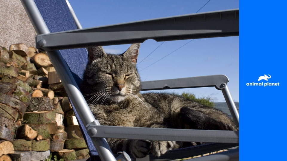 A Karom-hegy macskái S1E2 - Az őrült