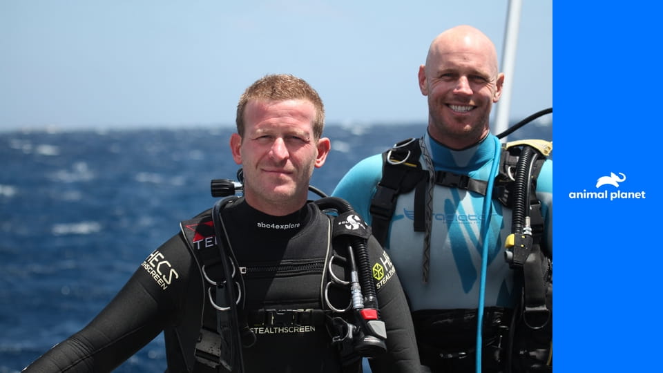 Возвращение на остров акул