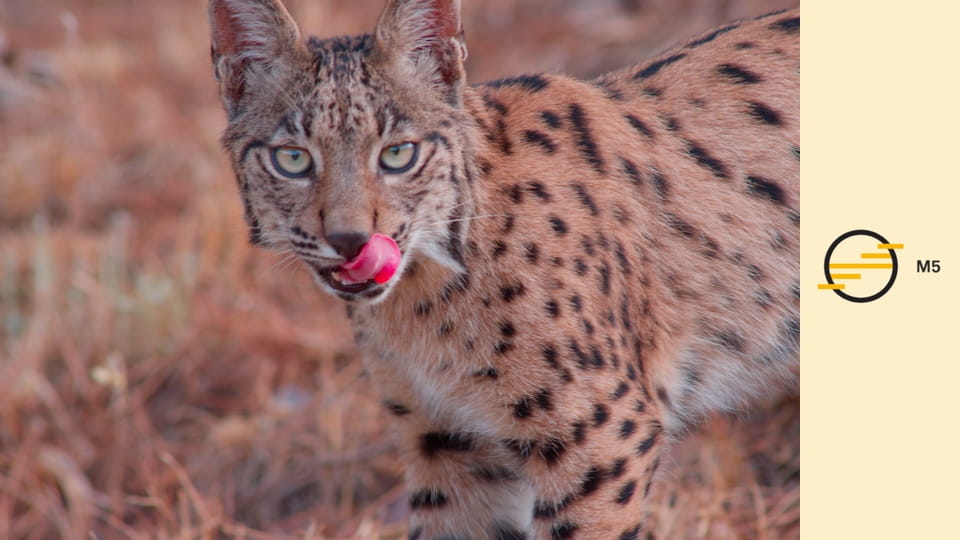 Ibéria erdeiben - Versengés utolsó vérig