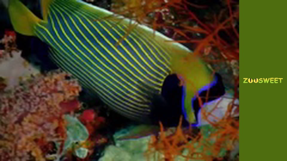 Wild Animals - episode 4