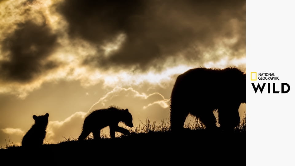 Дивата Трансилвания: Тайното царство на Дракула