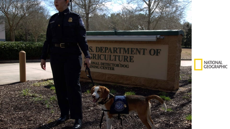 Jak chytit pašeráka S3E9 - Newyorské zbraně