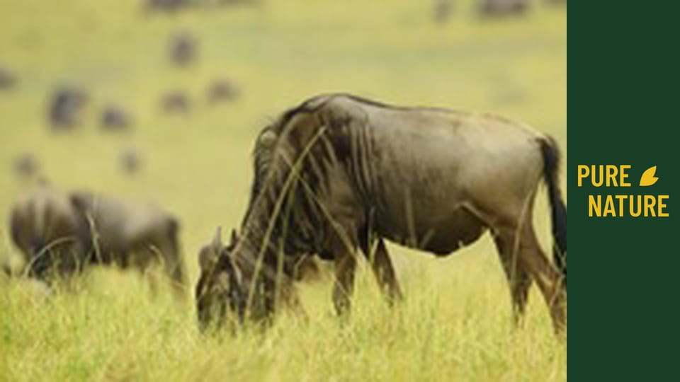 Africká divočina: Velká migrace ze Serengeti do Maasai Mara, Keňa