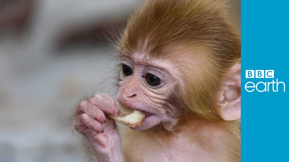 Spy in the Wild S2E1 - The Tropics