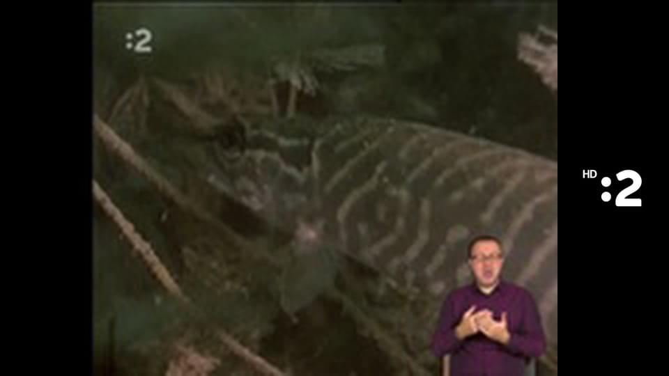 Trpaslíci E34 - Smajlivareška: Smajliružičky