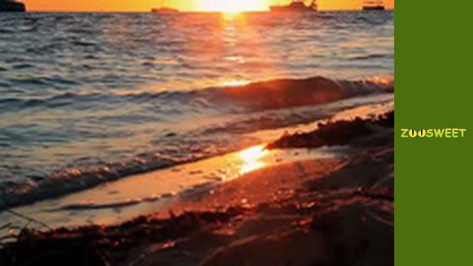 My friends are animals. Underwater mission - episode 15