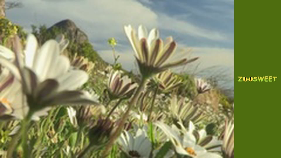 Siaya, Season 3, Episode 1