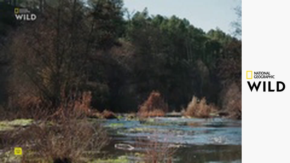 Lovci z divočiny S1E4 - Psovité šelmy