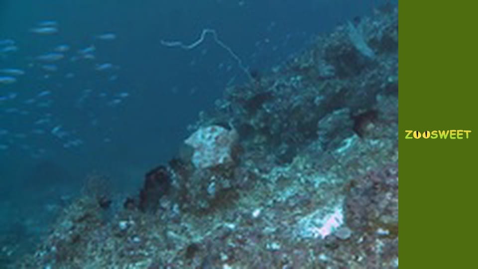 My friends are animals. Underwater mission - episode 23