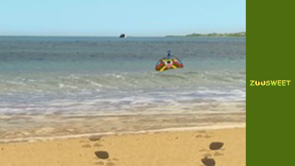 My friends are animals. Underwater mission - episode 16