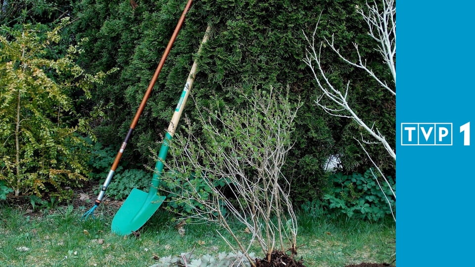 Rok w ogrodzie extra E413