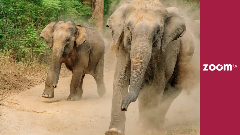 Dzika przyroda na żywo S1E2