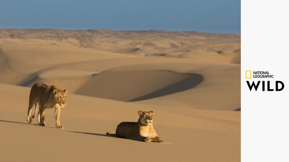 Sivatagi oroszlánok: Túlélni a Csontvázpartot E1