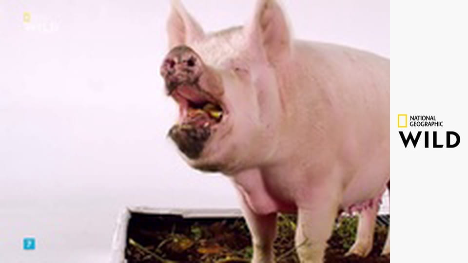 Jedinečná zvířata - výběr S1E2 - Prasata a psi