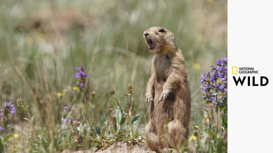 Поместье луговой собачки S1E1 - Однажды в Нью-Мексико