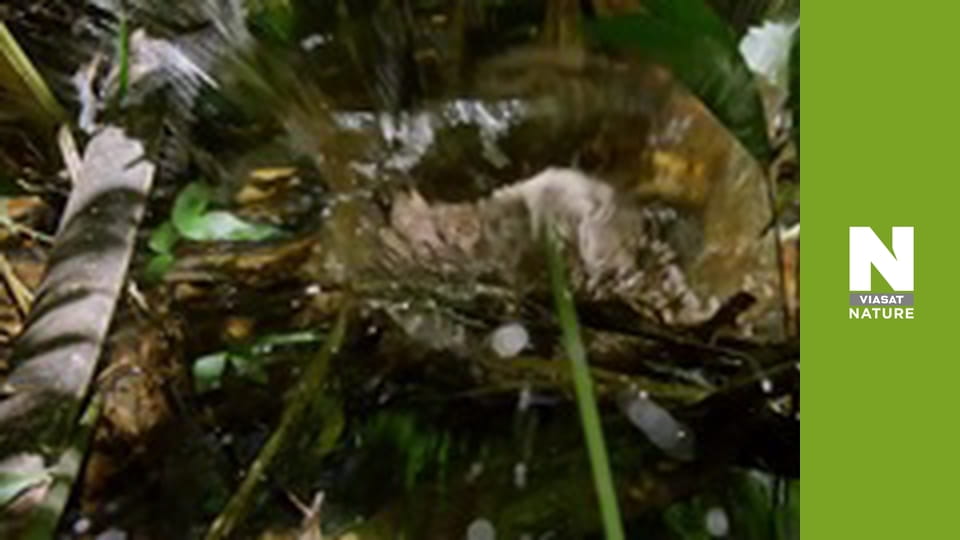 Roots of Life - A Hard Nut To Crack