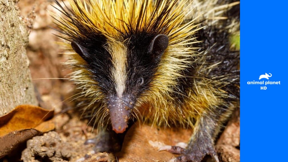 Маленькие гиганты S1E20