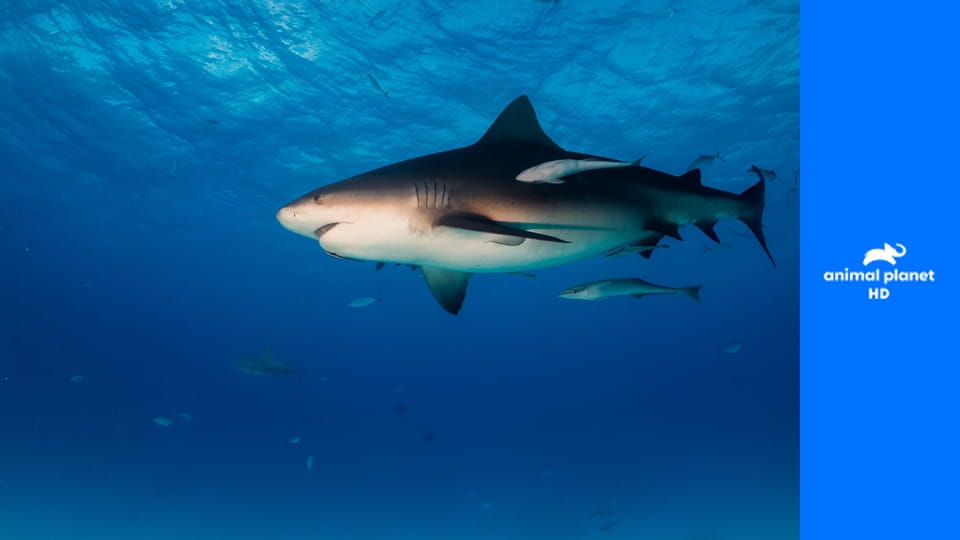 Осторожно, опасные животные S3E9