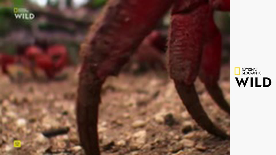 Zvířata v pohybu S1E4 - Noc vánočních krabů