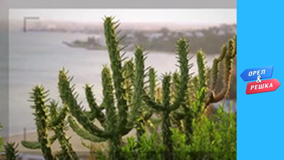 Shopping season 1-2 - release 12 - Los Angeles