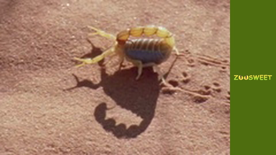 Мир дикой природы - серия 9