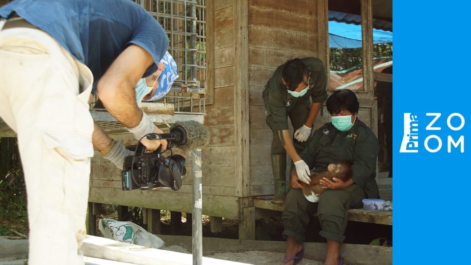 Orangutaní škola v džungli S1E9 - Druhé šance