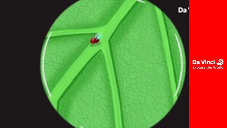 Addison - Tajemnicza wielbicielka