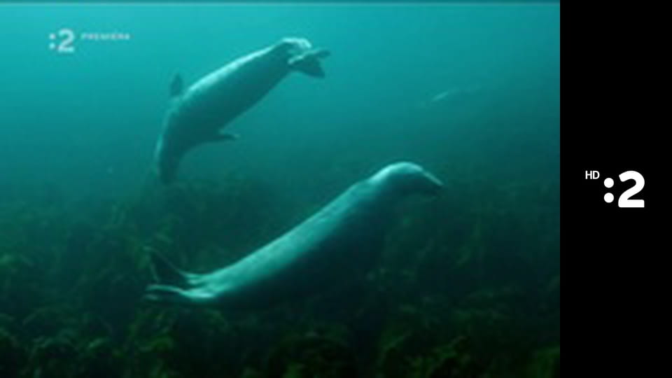 Byť tak zvieratkom E32 - Žeriav popolavý