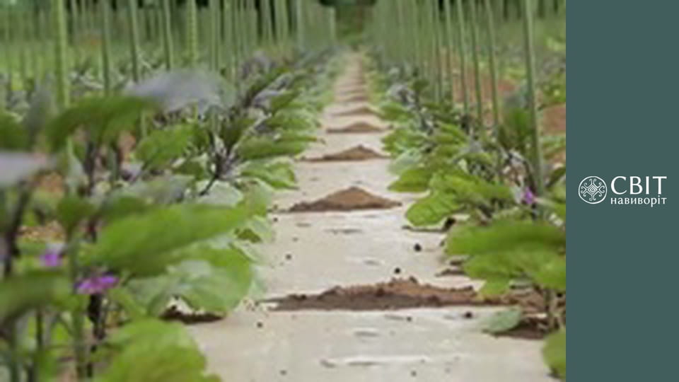 Season 9, Episode 13, Japan