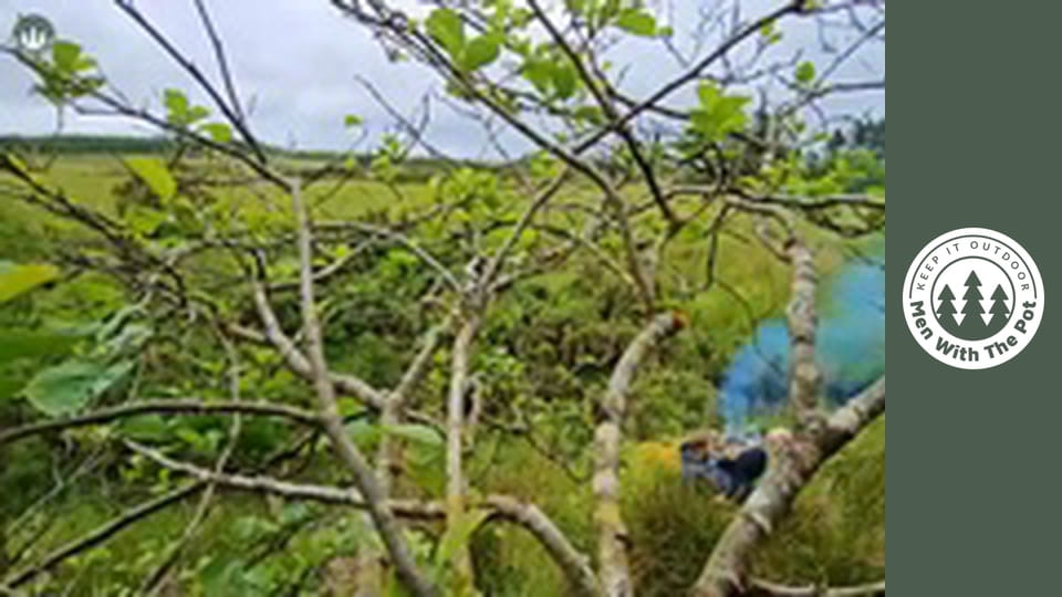 Sandviș Crocant de Pui cu Maioneză Făcută în Pădure