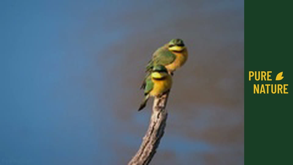 Úžasní afričtí ptáci – část 3