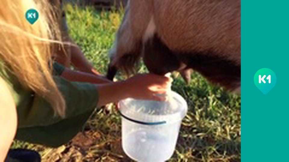 "Пригоди з Яною Метьолкіною".