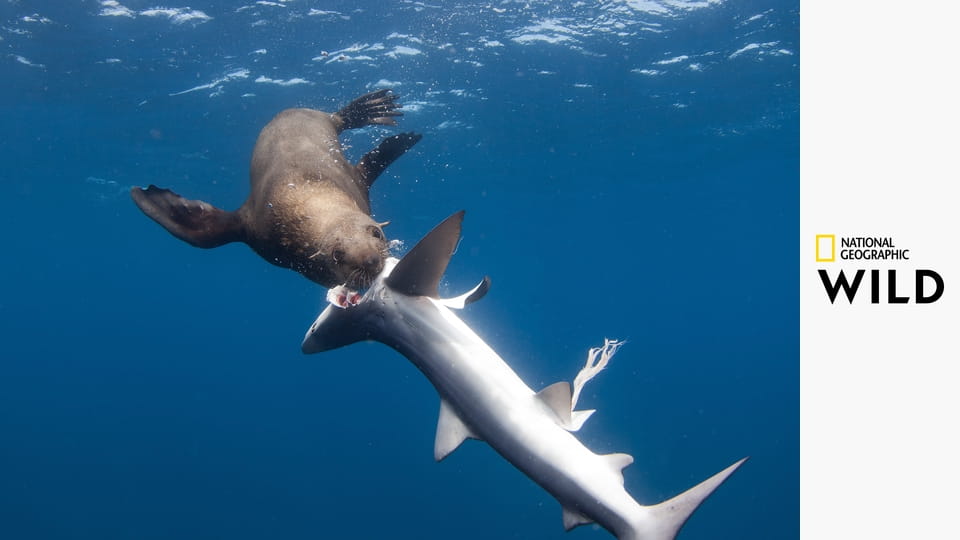 Žralok versus predátor