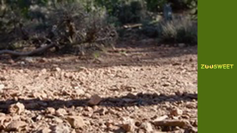 Get Wild at the San Diego - episode 15