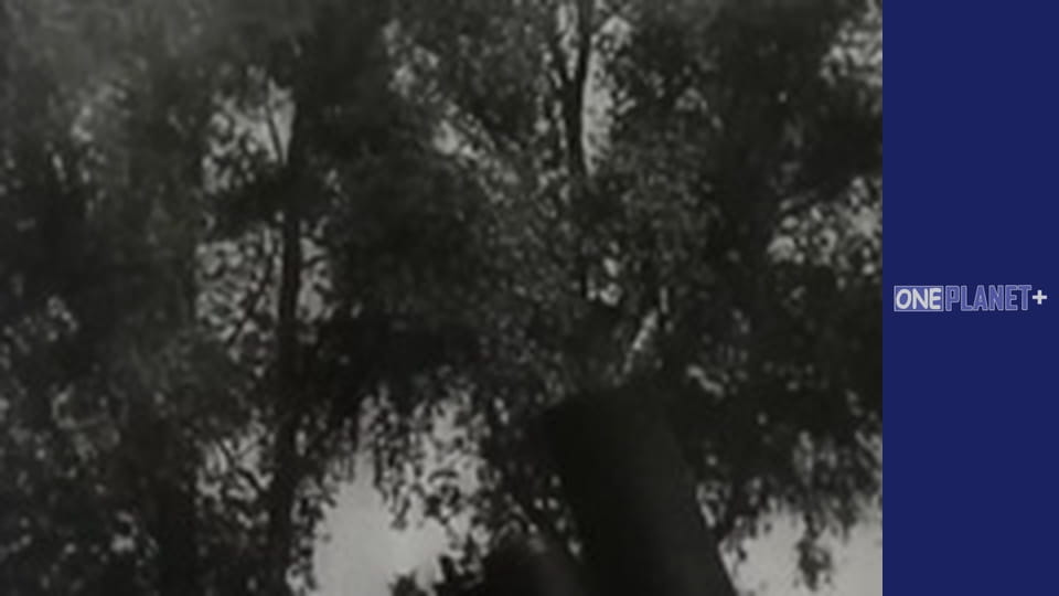 Secret. World War II. - episode 2