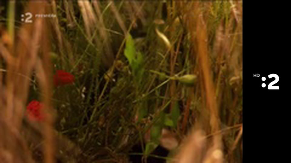 Byť tak zvieratkom E12 - Ježko