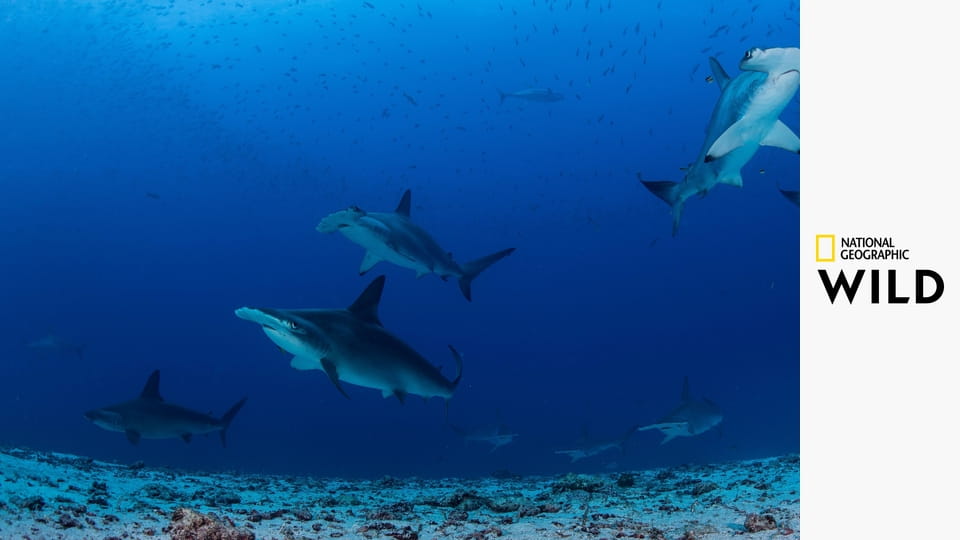 Tajemství rovníkové divočiny S1E1 - Galapágy