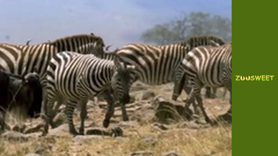 Wild Animals - episode 11