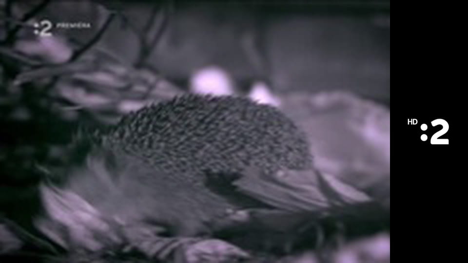 Zázračný miniateliér E104 - V našej džungli žije krokodíl